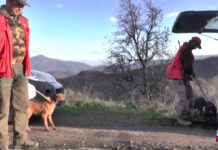 Speciale caccia: cinghiali di montagna