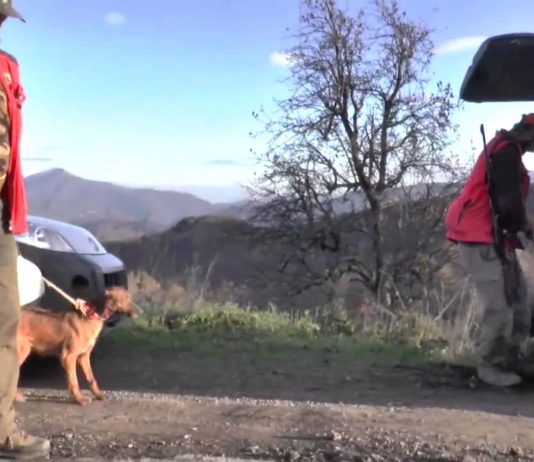 Speciale caccia: cinghiali di montagna