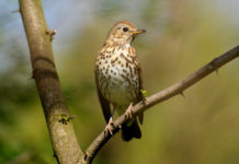 Calendario venatorio dell’Abruzzo: ricorso dei cacciatori Tordo sassello su un ramo: ricorso contro calendario venatorio dell'Abruzzo