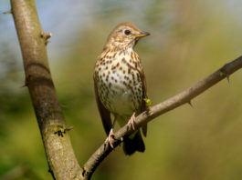Calendario venatorio dell’Abruzzo: ricorso dei cacciatori Tordo sassello su un ramo: ricorso contro calendario venatorio dell'Abruzzo