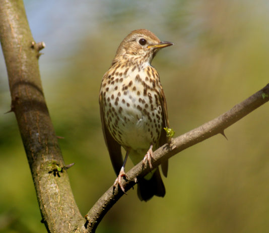 Calendario venatorio dell’Abruzzo: ricorso dei cacciatori Tordo sassello su un ramo: ricorso contro calendario venatorio dell'Abruzzo