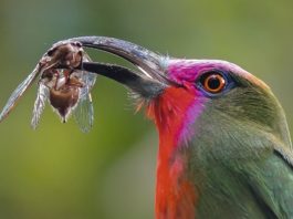 Digiscoper of the Year 2016, vince Jonathan Soon Digiscoper of the year 2016