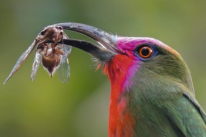 Digiscoper of the year 2016