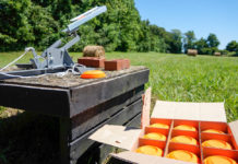 Il gruppo sportivo della Forestale pronto a entrare nei Carabinieri Il gruppo sportivo della Forestale pronto a entrare nei Carabinieri