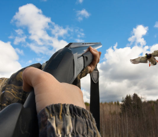 Influenza aviaria, la Face sottolinea il ruolo dei cacciatori Influenza aviaria nota di Face su studio scientifico