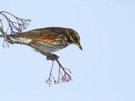 Numerosi fronti aperti per la caccia in Abruzzo Numerosi fronti aperti per la caccia in Abruzzo