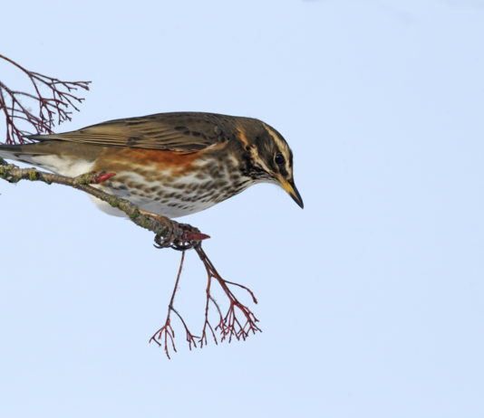 Numerosi fronti aperti per la caccia in Abruzzo Numerosi fronti aperti per la caccia in Abruzzo