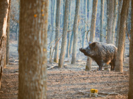 Programmazione di Sky Caccia 235 di gennaio Programmazione-di-Sky-Caccia-235-di-gennaio