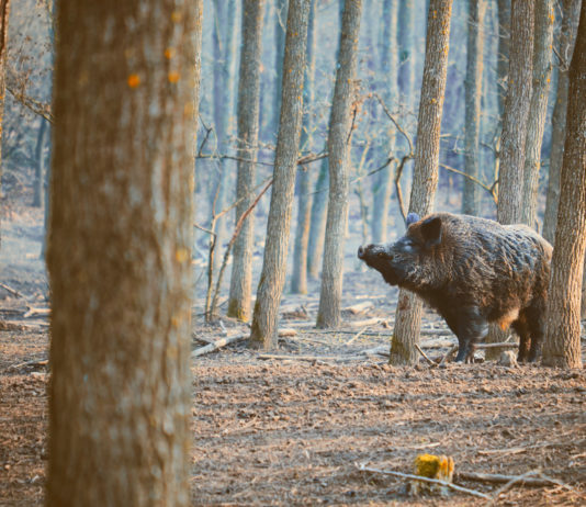 Programmazione di Sky Caccia 235 di gennaio Programmazione-di-Sky-Caccia-235-di-gennaio
