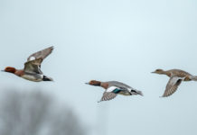 Aviaria, vietato l’uso di richiami vivi Aviaria, vietato l'uso di richiami vivi
