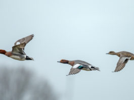 Aviaria, vietato l’uso di richiami vivi Aviaria, vietato l'uso di richiami vivi