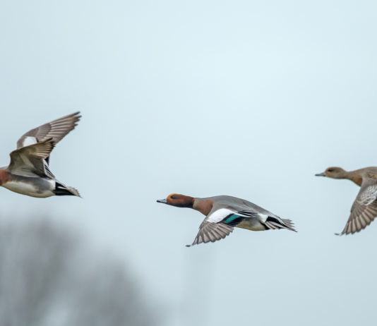 Aviaria, vietato l’uso di richiami vivi Aviaria, vietato l'uso di richiami vivi