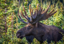 Nuove munizioni per nuove esperienze: Norma moose hunt 2015 Norma moose hunt 2015