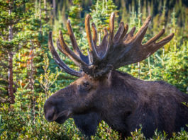 Nuove munizioni per nuove esperienze: Norma moose hunt 2015 Norma moose hunt 2015