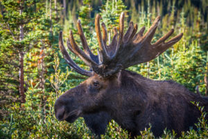 Norma moose hunt 2015