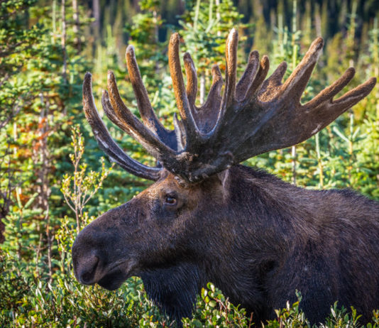 Nuove munizioni per nuove esperienze: Norma moose hunt 2015 Norma moose hunt 2015