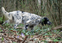 Accordo Enci – Ispra per attività catalogazione dati faunistici e miglioramento prove cinotecniche di selezione enci ispra catalogazione dati faunistici