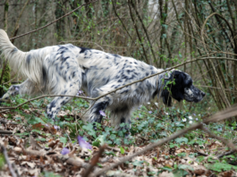 Accordo Enci – Ispra per attività catalogazione dati faunistici e miglioramento prove cinotecniche di selezione enci ispra catalogazione dati faunistici