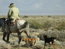 Crispi Country Spirit