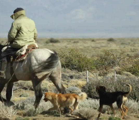 Crispi Country Spirit