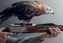 Il modo di godersi la battuta e l’appostamento Kite Optics