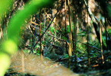 Fenaveri: legge sulle aree protette e calendari venatori Fenaveri beccaccia