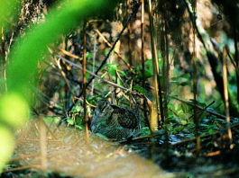Fenaveri: legge sulle aree protette e calendari venatori Fenaveri beccaccia