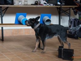 Conservation K9: la cinofilia al servizio della conservazione della fauna conservazione della fauna