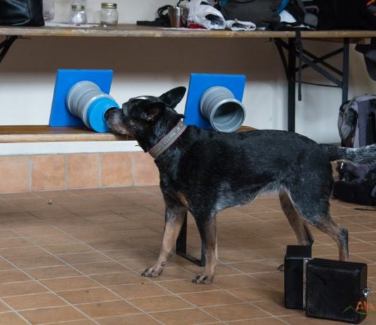 Conservation K9: la cinofilia al servizio della conservazione della fauna conservazione della fauna