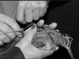 Federcaccia: ricerca e gestione della fauna, focus a Hit Show 2017 federcaccia avifauna migratoria