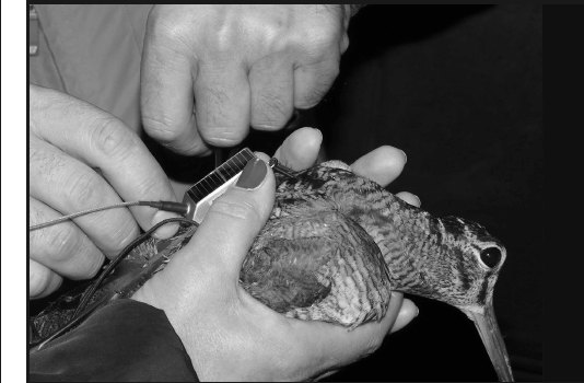 Federcaccia: ricerca e gestione della fauna, focus a Hit Show 2017 federcaccia avifauna migratoria