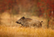 Cinghialai: assegnazione diretta, rotazione o sorteggio? La Federcaccia Toscana contesta la proposta di Sergio Sorrentino (Arcicaccia) sul rifiuto dell'assegnazione diretta delle zone nella caccia al cinghiale.