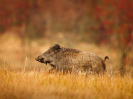 Cinghialai: assegnazione diretta, rotazione o sorteggio? La Federcaccia Toscana contesta la proposta di Sergio Sorrentino (Arcicaccia) sul rifiuto dell'assegnazione diretta delle zone nella caccia al cinghiale.