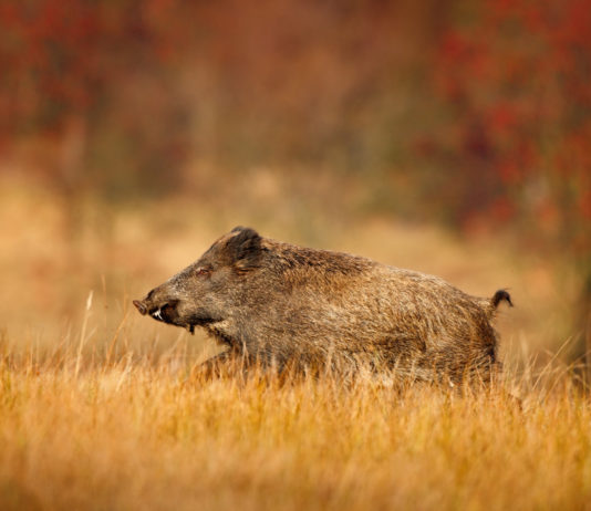 Cinghialai: assegnazione diretta, rotazione o sorteggio? La Federcaccia Toscana contesta la proposta di Sergio Sorrentino (Arcicaccia) sul rifiuto dell'assegnazione diretta delle zone nella caccia al cinghiale.