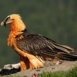 Gypaetus barbatus-gipeto