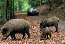 Incidenti stradali con cinghiali a Roma: questa volta è tragedia, si riaccendono le polemiche Incidenti stradali con cinghiali a Roma