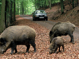 Incidenti stradali con cinghiali a Roma: questa volta è tragedia, si riaccendono le polemiche Incidenti stradali con cinghiali a Roma