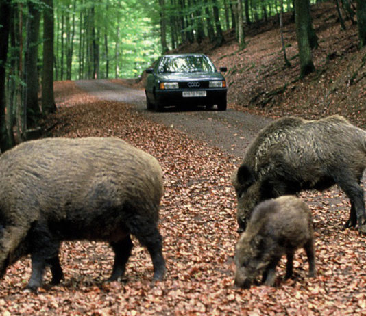 Incidenti stradali con cinghiali a Roma: questa volta è tragedia, si riaccendono le polemiche Incidenti stradali con cinghiali a Roma
