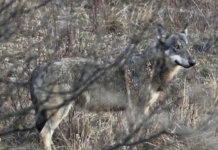 Piano lupo: la strada per l’inferno è lastricata di buone intenzioni Lupo Andrea Dal Pian