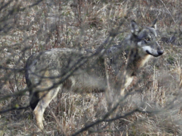 Piano lupo: la strada per l’inferno è lastricata di buone intenzioni Lupo Andrea Dal Pian