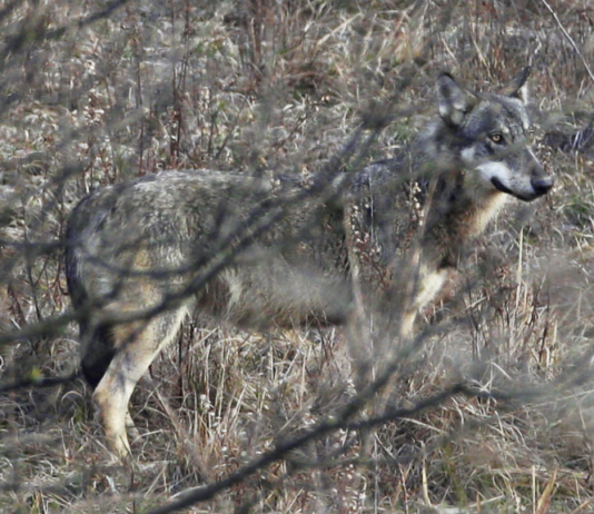 Piano lupo: la strada per l’inferno è lastricata di buone intenzioni Lupo Andrea Dal Pian