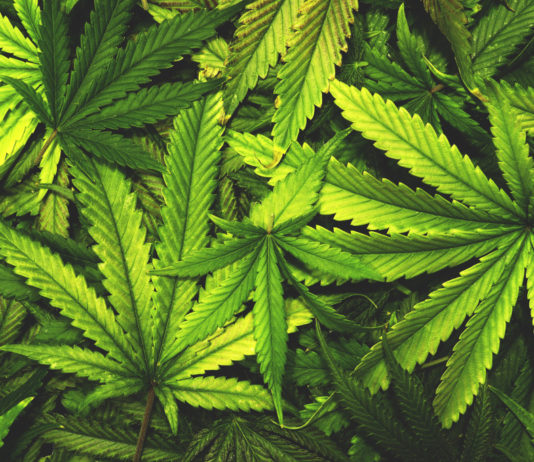 Se tra l’erba spunta un fucile a pompa Se tra l'erba spunta un fucile a pompa operazione antidroga