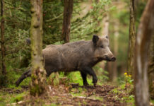 Arcicaccia: Sorrentino, “orientati per le assegnazioni fisse ai cinghialai” Sergio Sorrentino, presidente nazionale dell'Arcicaccia, ribadisce la propria preferenza per l'assegnazione ai cinghialai di zone fisse.