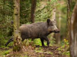 Arcicaccia: Sorrentino, “orientati per le assegnazioni fisse ai cinghialai” Sergio Sorrentino, presidente nazionale dell'Arcicaccia, ribadisce la propria preferenza per l'assegnazione ai cinghialai di zone fisse.