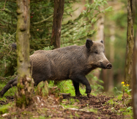 Arcicaccia: Sorrentino, “orientati per le assegnazioni fisse ai cinghialai” Sergio Sorrentino, presidente nazionale dell'Arcicaccia, ribadisce la propria preferenza per l'assegnazione ai cinghialai di zone fisse.