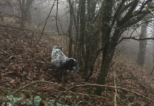 Editoriale: beccacce e social network editoriale beccacce social network