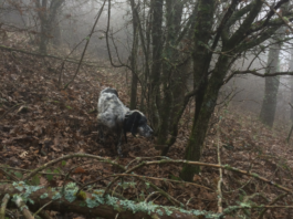 Editoriale: beccacce e social network editoriale beccacce social network