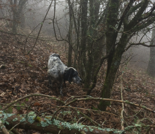 Editoriale: beccacce e social network editoriale beccacce social network