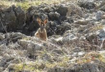 Caccia: ad aprile sul canale 235 di Sky lepre, migratoria ed emozioni di caccia caccia sky lepre