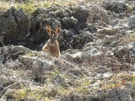Caccia: ad aprile sul canale 235 di Sky lepre, migratoria ed emozioni di caccia caccia sky lepre